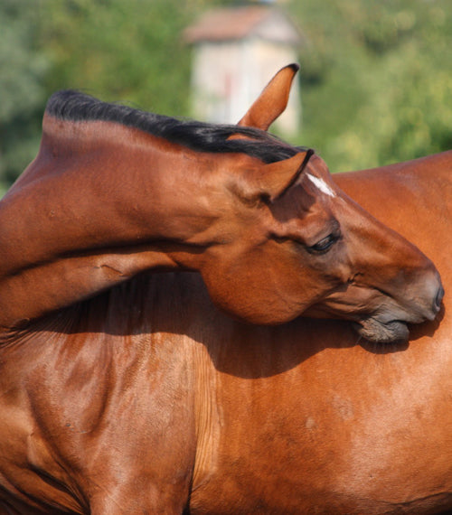 Gut Balancers For Horses with Equine Gut Supplements for gut health