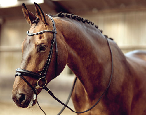 Calmers For Horses Coming in many different forms from horse supplement brands such as Global Herbs, Hilton Herbs, NAF, Equimins, Omega Equine and Science Supplements, Nettex