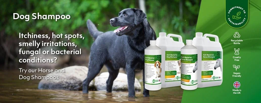 Black labrador standing in shallow water with tongue out in aqueos collection perfect for equestrian and aqueos disinfectants use