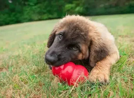 Dog Toys For Busy Paws Boredom Breakers