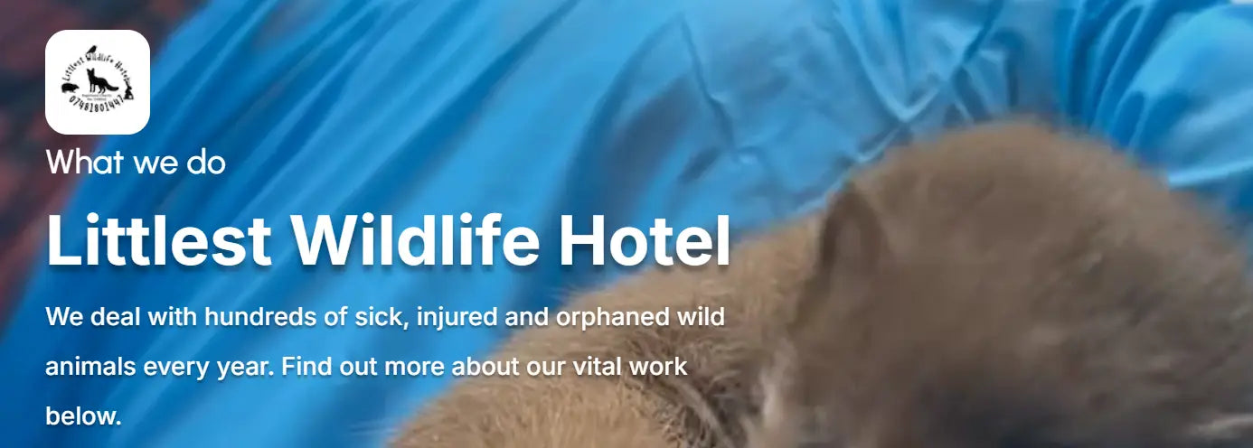 A soft brown-furred animal nestled in blue fabric for littlest wildlife hospital fund raising page north devon