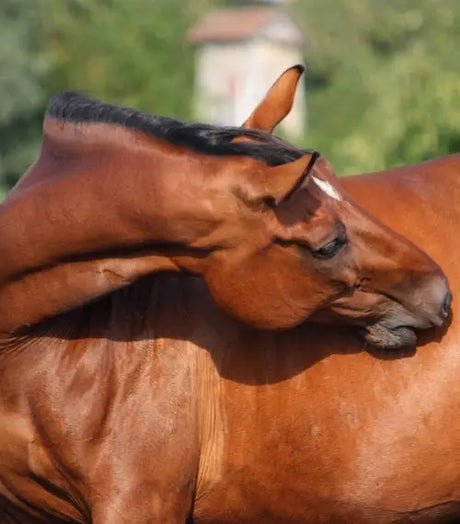 Gut Balancers For Horses