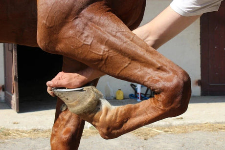 Joint Supplements For Horses