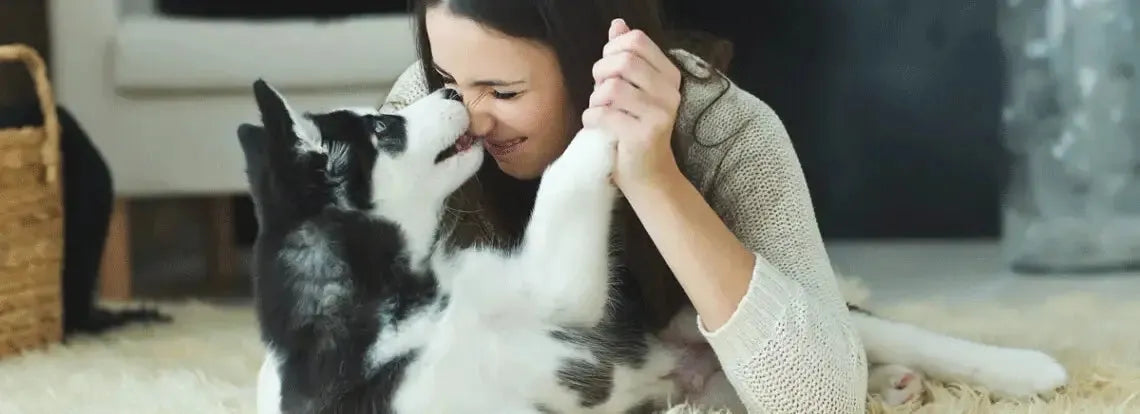 A black and white siberian husky puppy with fluffy coat and erect ears featured in pet clippers for human hair and equestrian use