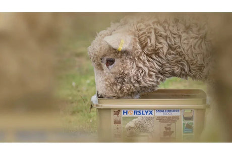 Supplements For Farm Animals