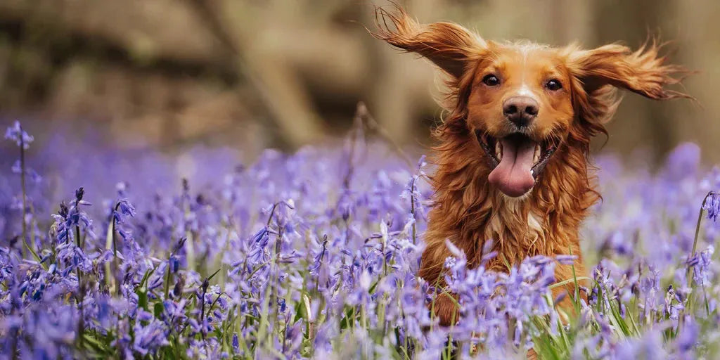 A joyful golden retriever stands in purple bluebells in verm-x offers perfect for equestrian and horses care