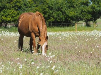 Veteran Horse Supplements