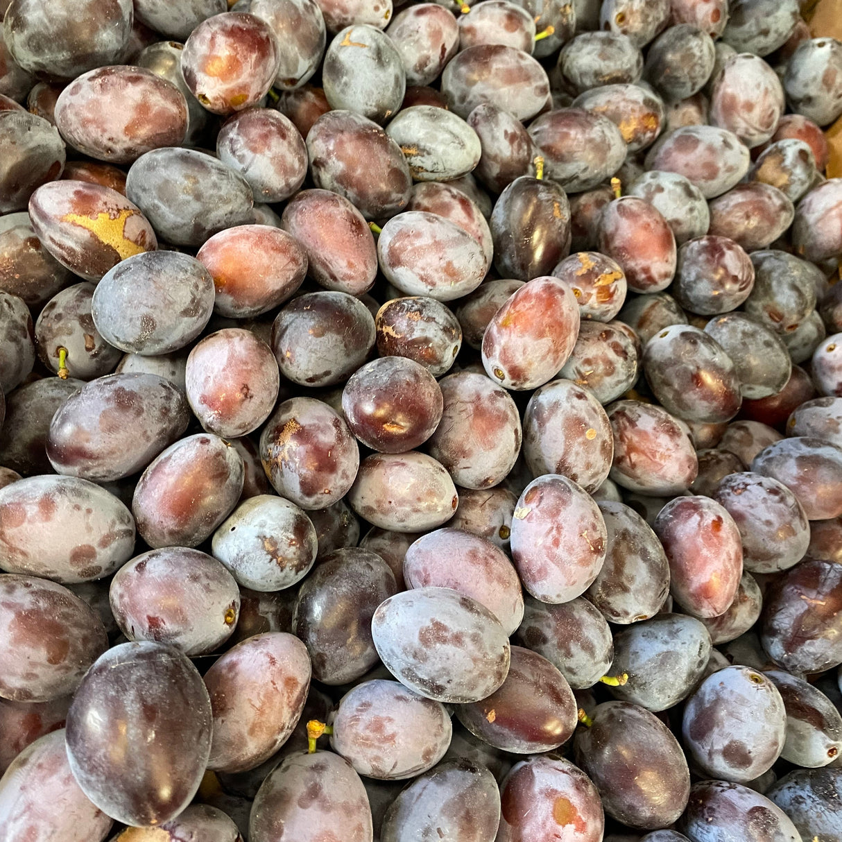 Local Plums