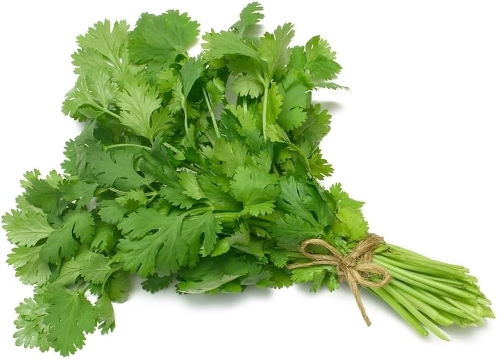 Fresh Coriander Box