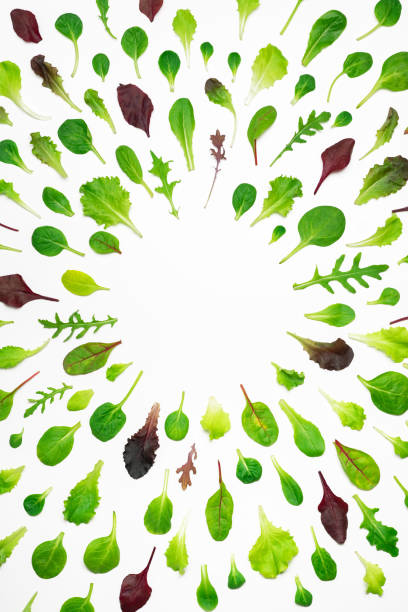 Baby Leaf Salad Box