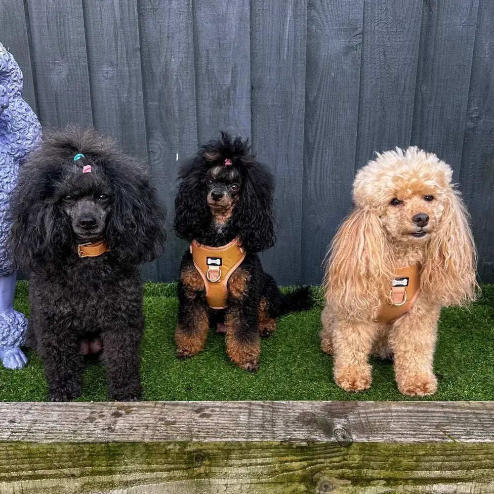 Three poodles wearing alfresco pup faux leather dog harness in camel color with bone plate from pup chic boutique