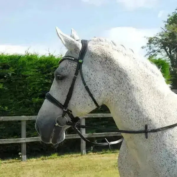 A dapple gray horse wearing an anatomical cavesson noseband rhinegold bridle in black italian leather with silver hardware