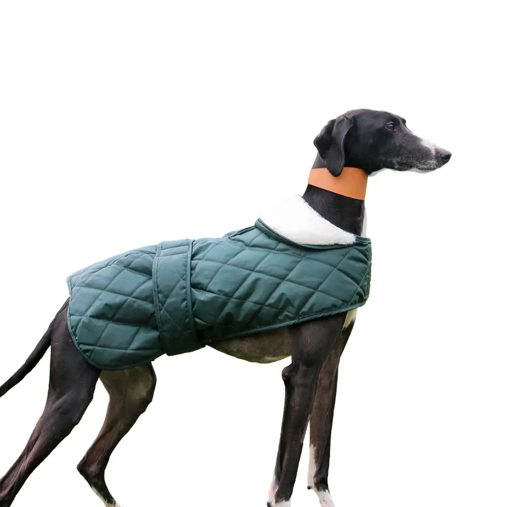 Dark green quilt hound coat with white fur trim and orange collar from ancol mudanish designy collection
