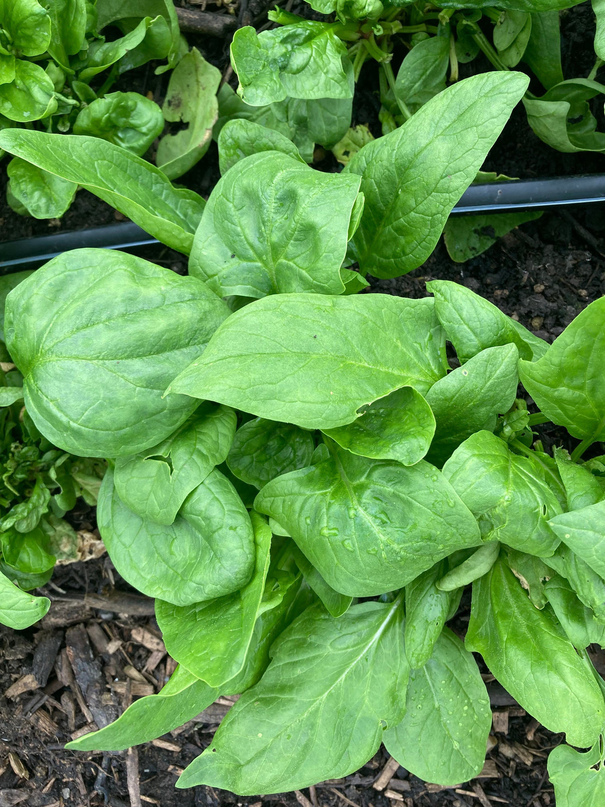 Organic Spinach