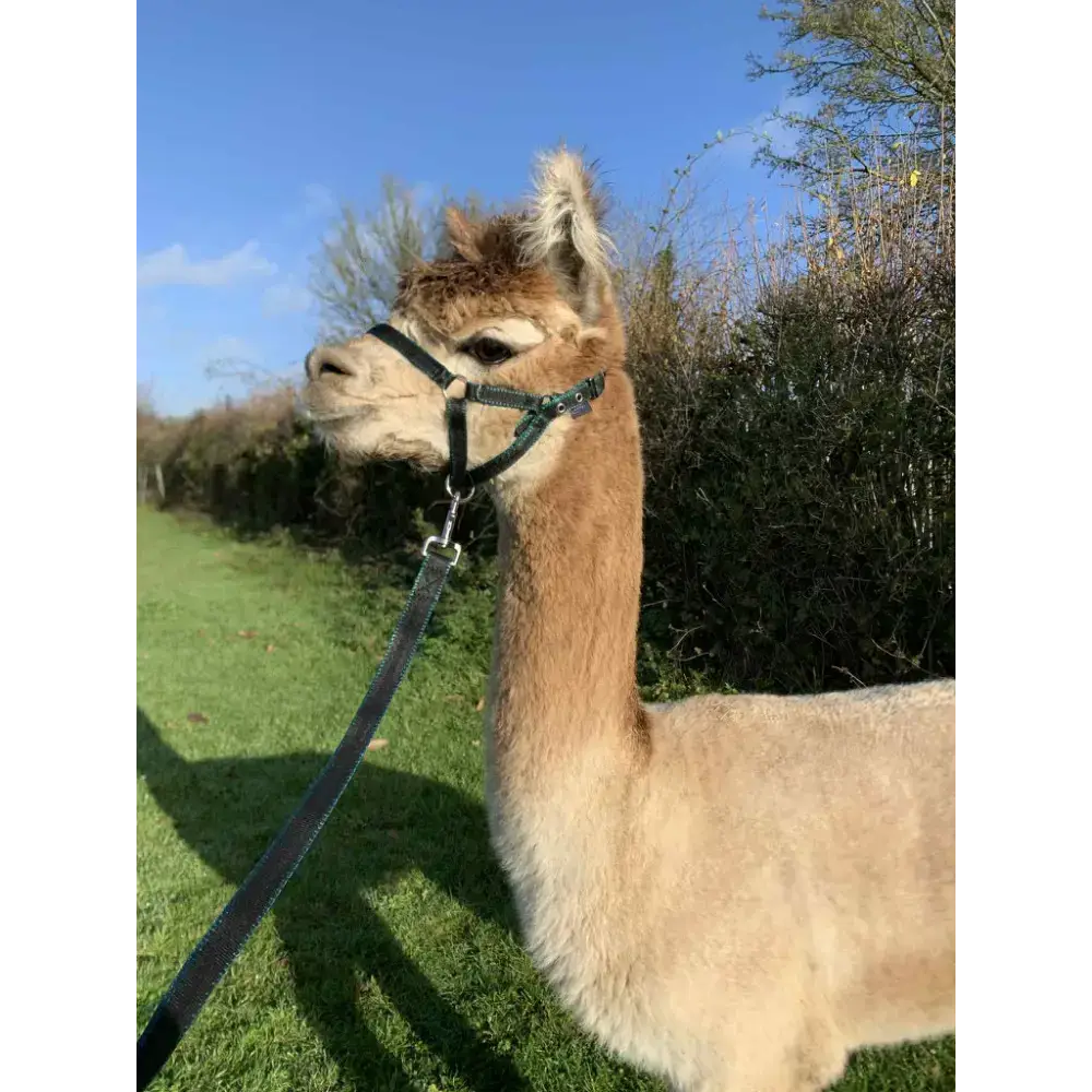 Banbury Headcollar - For Minis, Alpaca, Llama, Sheep Blue XXXS