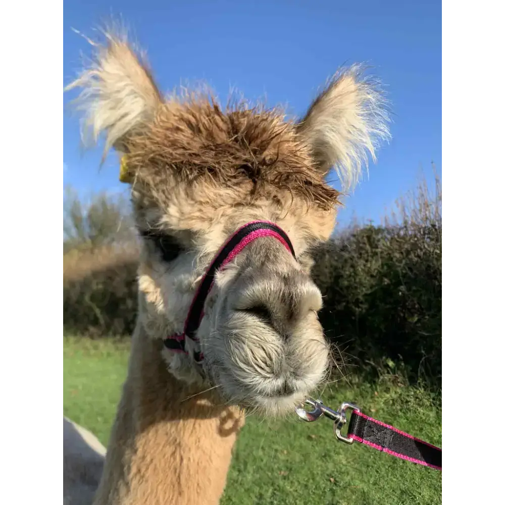 Banbury Headcollar - For Minis, Alpaca, Llama, Sheep Blue XXXS