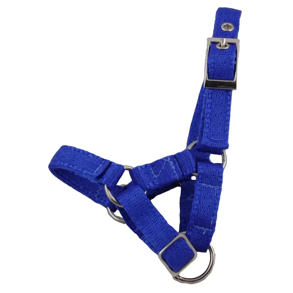 Bright blue banbury headcollar for minis made of 16mm soft webbing with metal fittings including buckle and d-rings