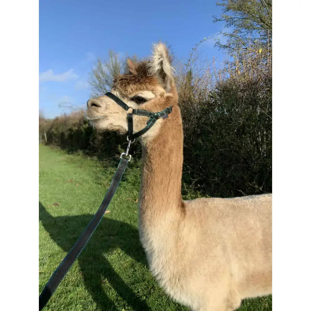 A light brown alpaca wearing a dark green banbury headcollar made of 16mm soft webbing with metal fittings