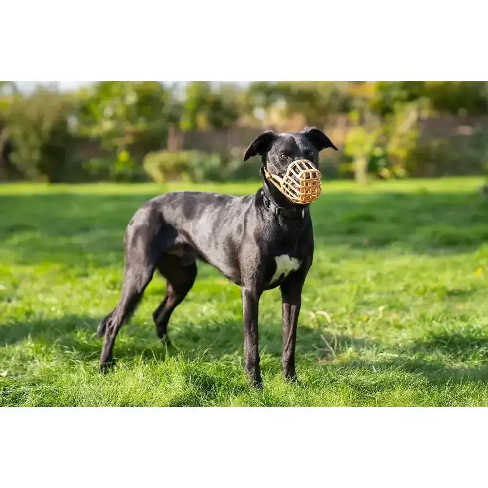 Black dog wearing a tan woven baskerville classic dog muzzle made from recycled polymer for safe biting control