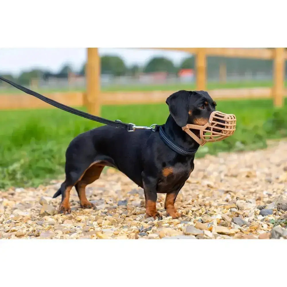 A light brown baskerville classic dog muzzle made of recycled polymer fitted snugly on a black and tan dachshund