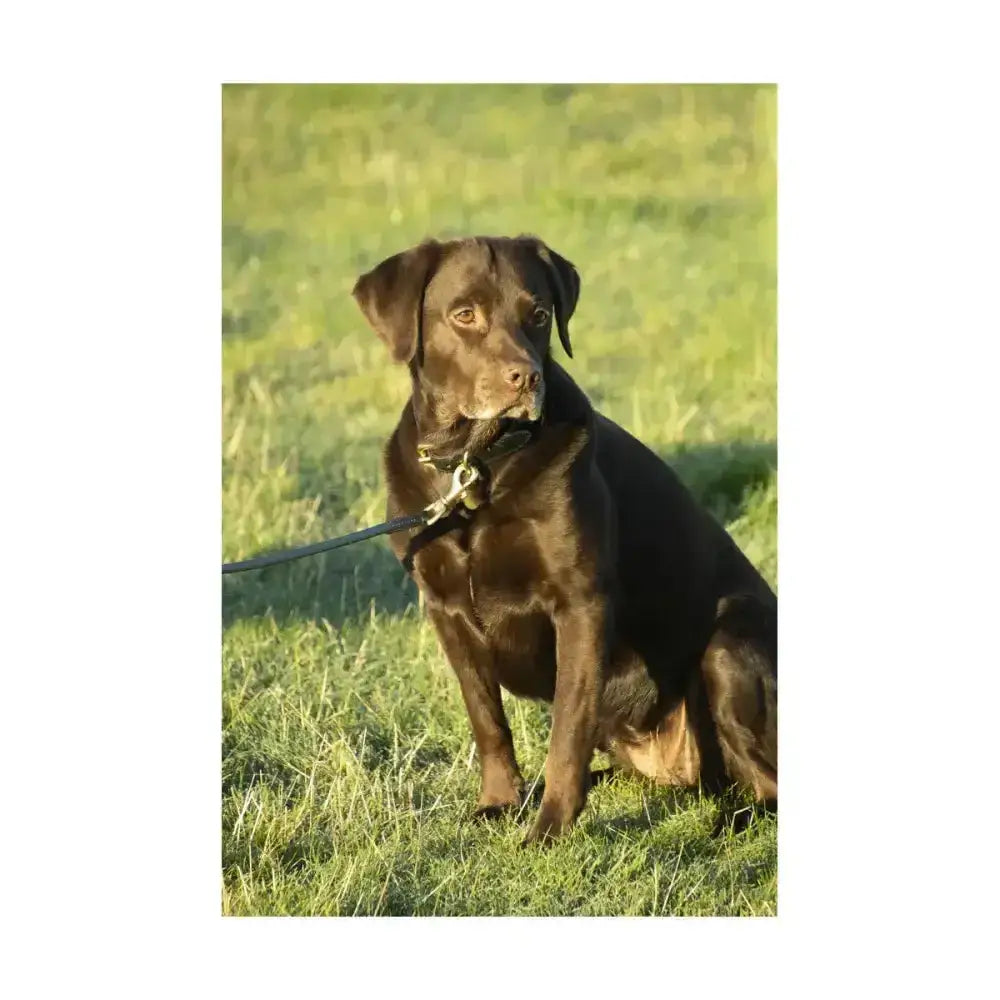 A sleek chocolate labrador wearing a benji & flo deluxe padded leather dog collar sitting in the grass