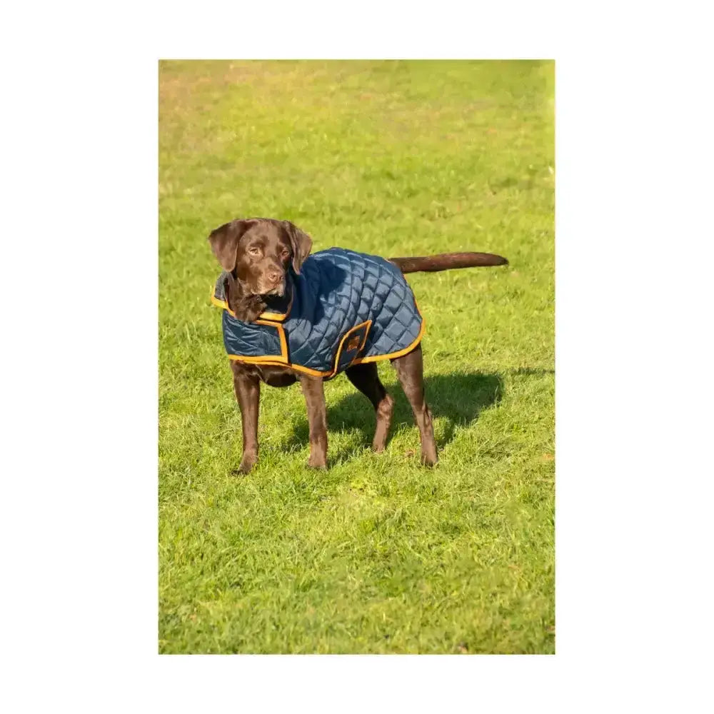 Blue benji & flo quilted dog coat with yellow trim featuring diamond quilted pattern for chilly days