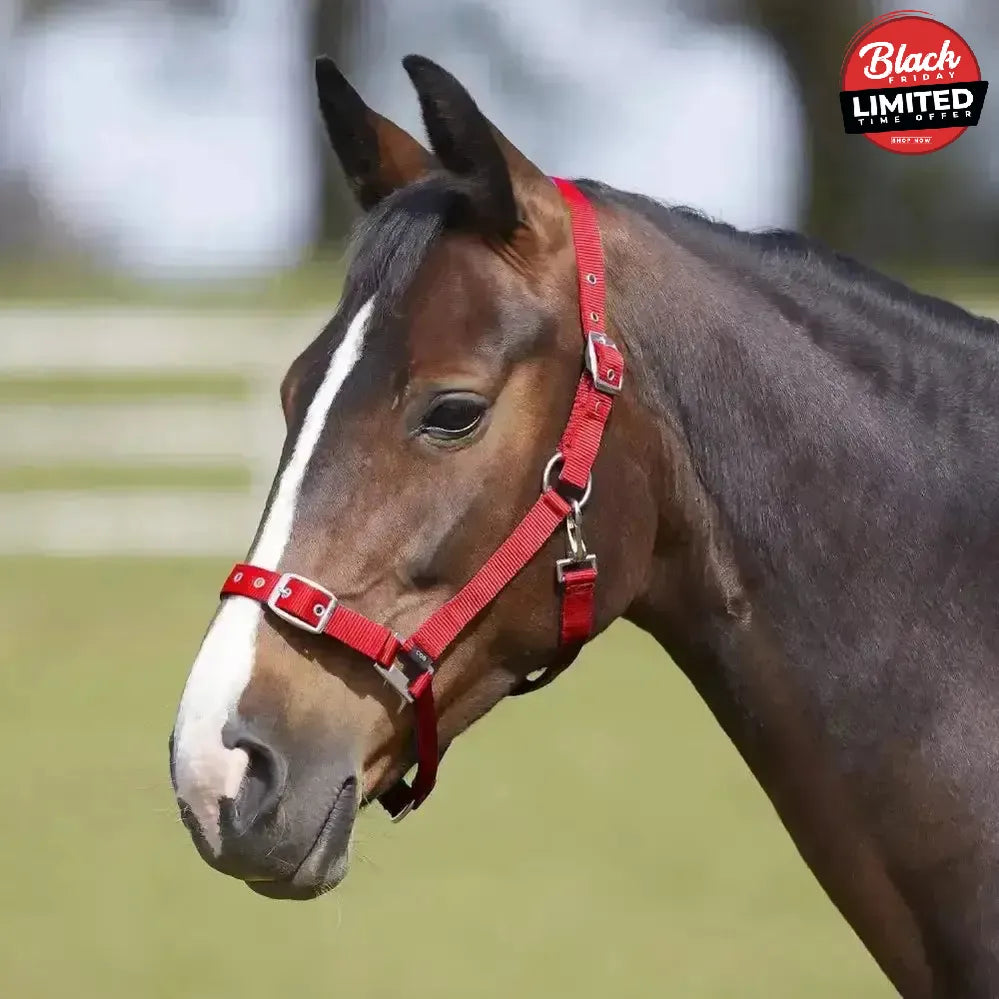 Bitz Everyday Adjustable Headcollar Pony Black Headcollars