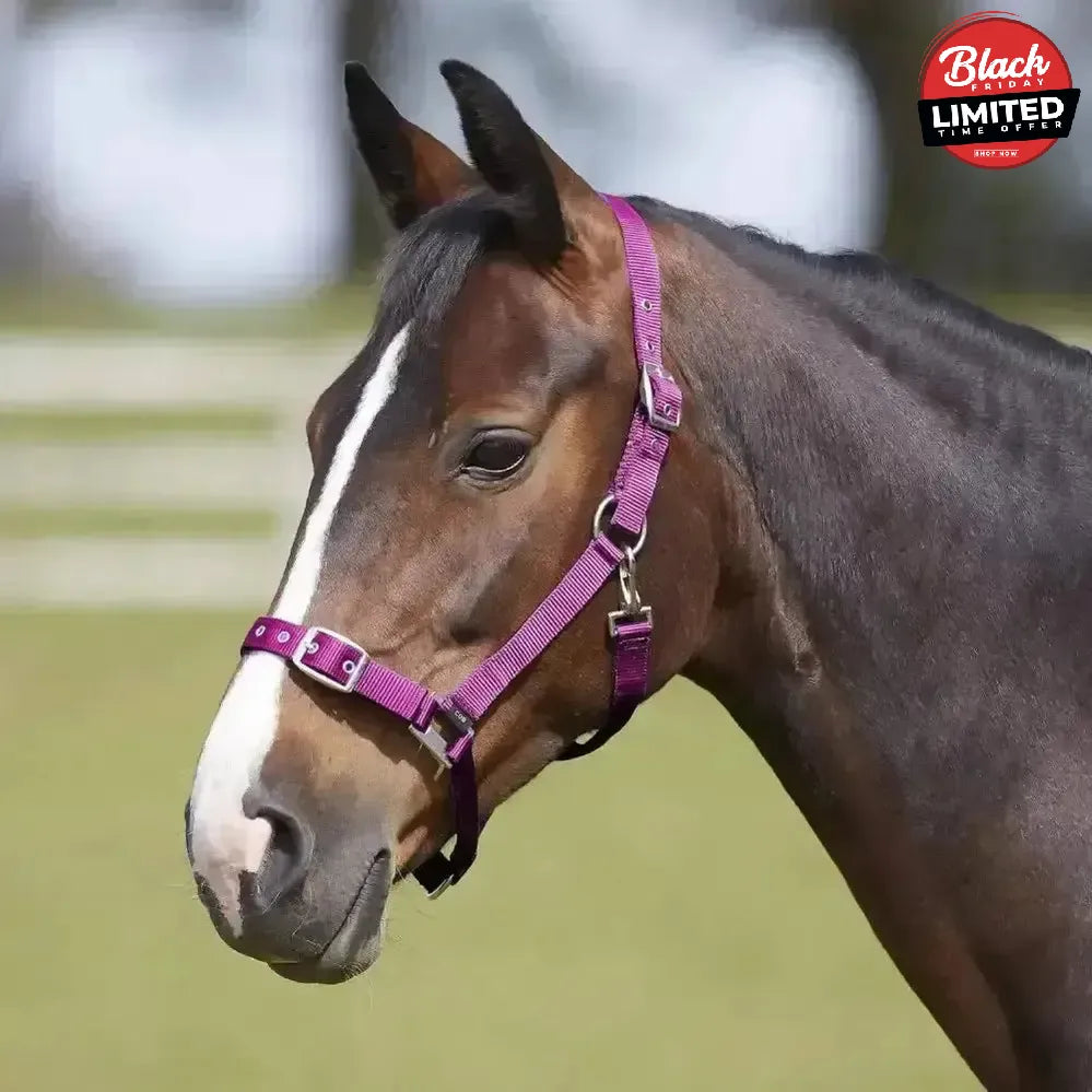 Bitz Everyday Adjustable Headcollar Pony Black Headcollars