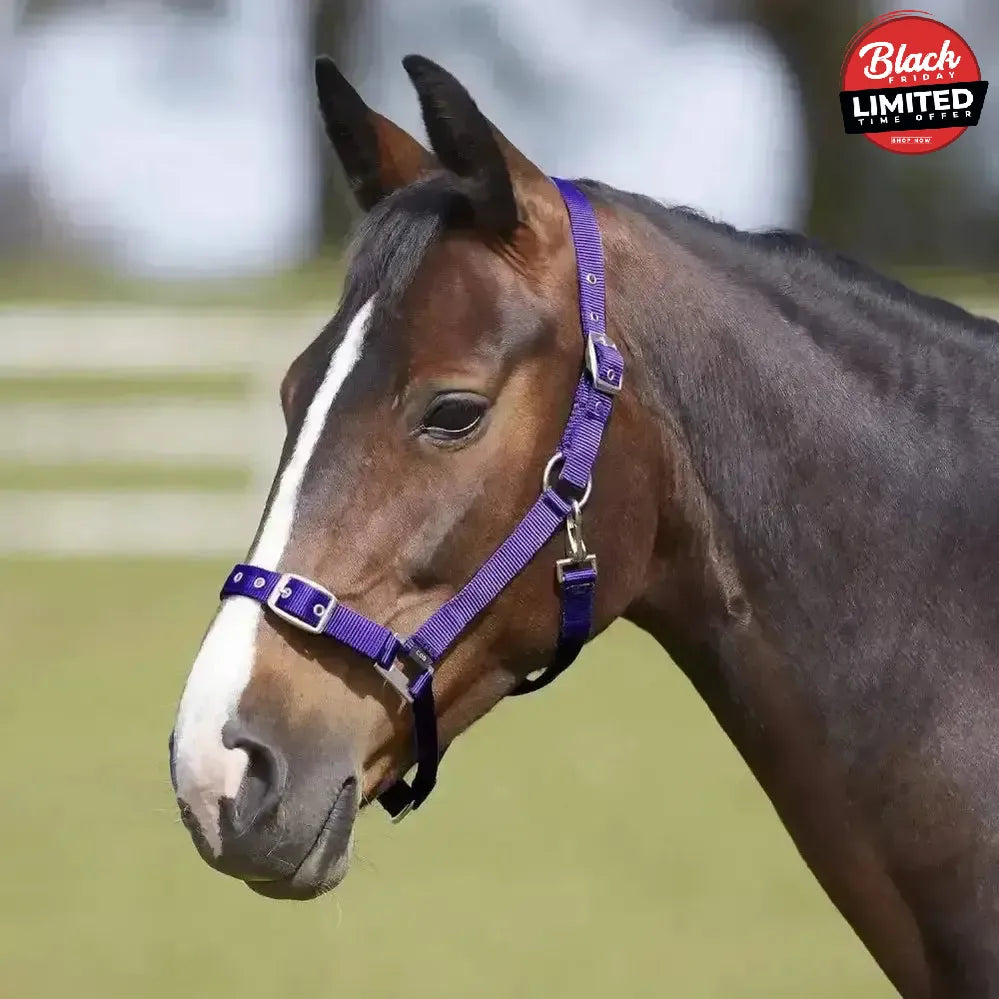 Bitz Everyday Adjustable Headcollar Pony Black Headcollars