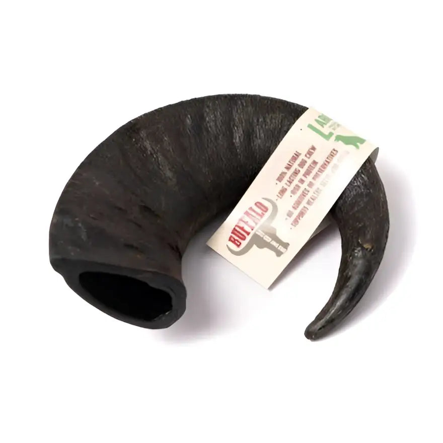 Dark brown buffalo horn large with smooth polished surface and natural ridges curved horn large piece