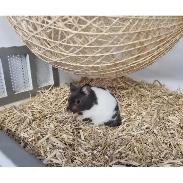 A black and white hamster sits on fluffy burlybed miscanthus bedding made for pets and poultry use