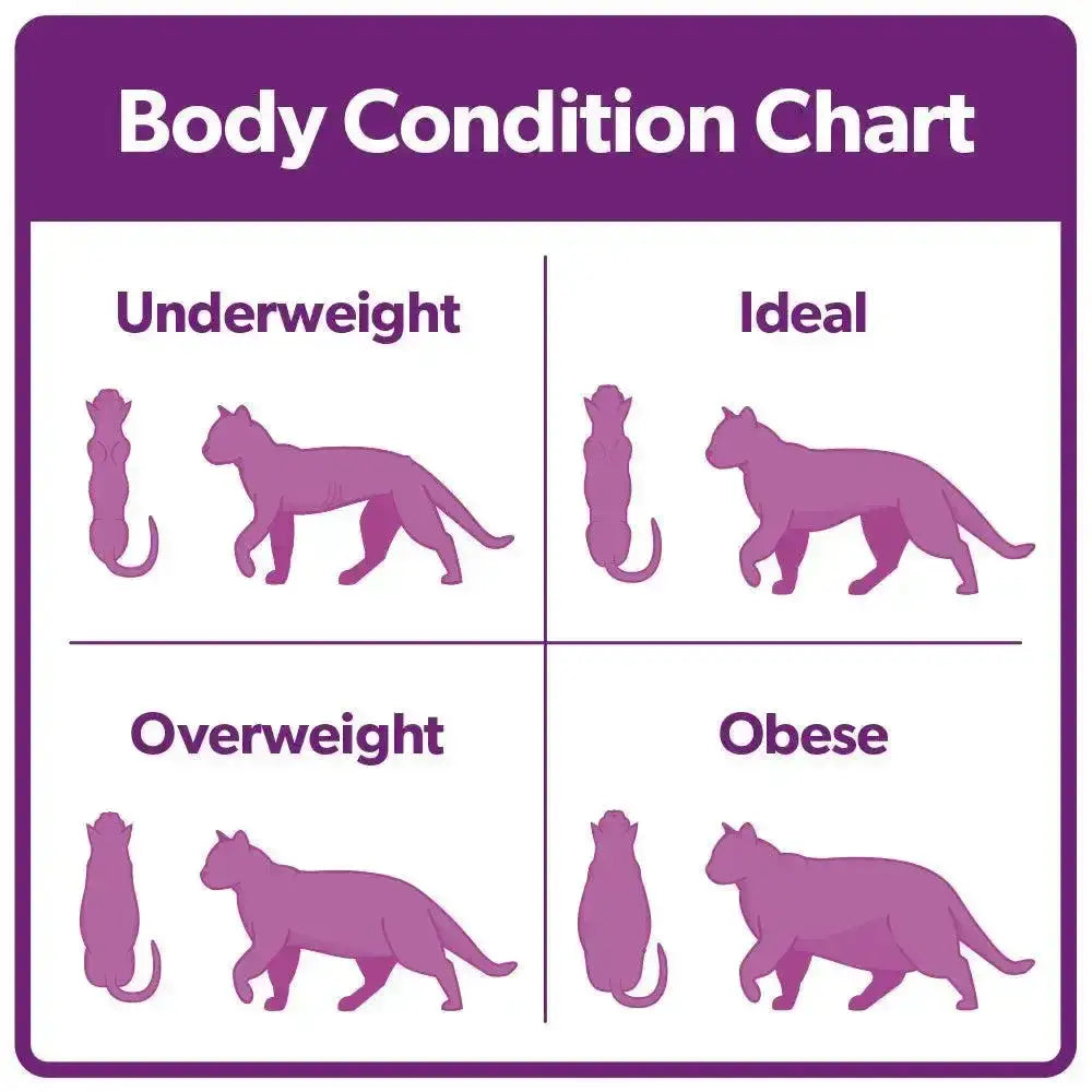 Purple illustrated body condition chart on the back of burns cat chicken brown rice cat food showing weight categories