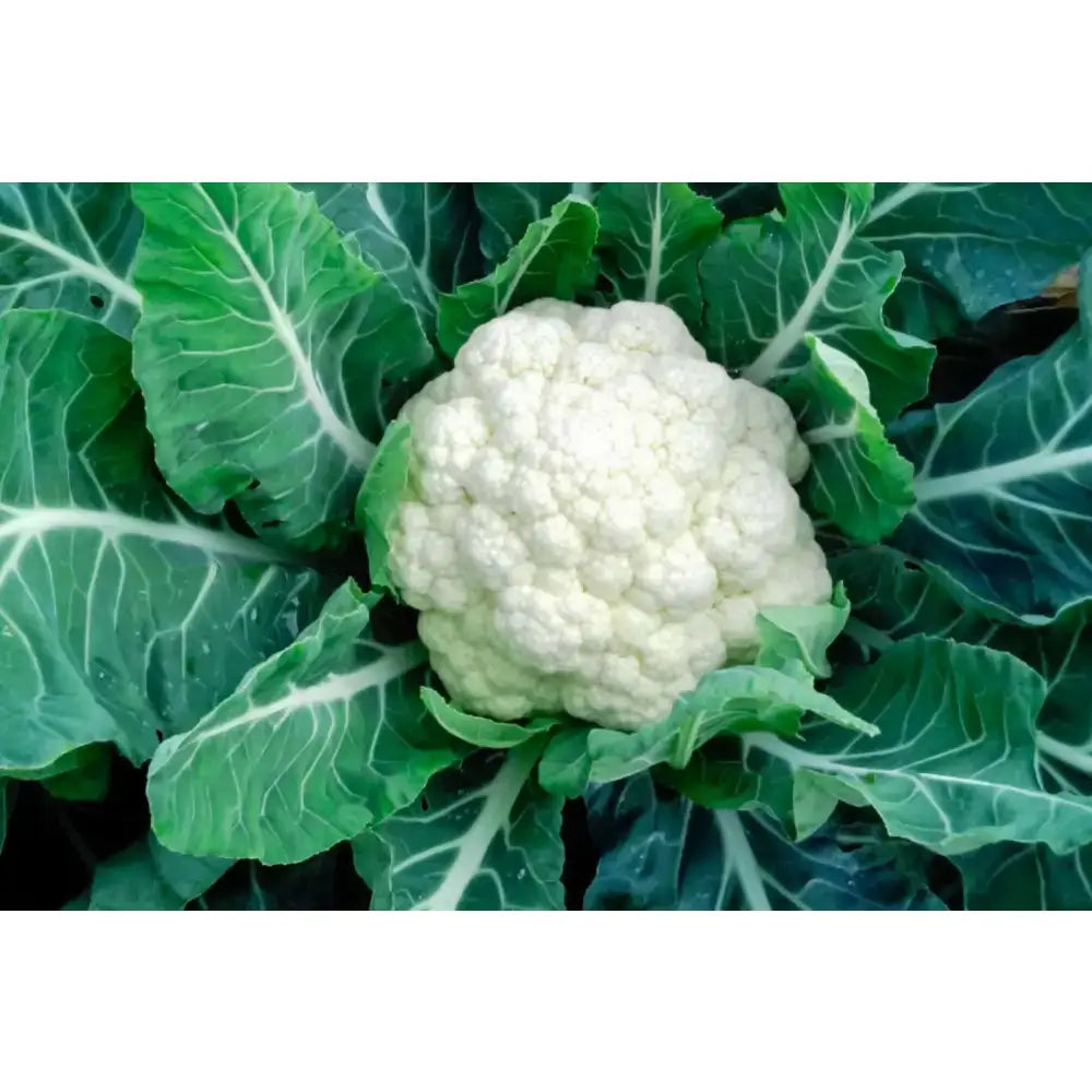 A fresh creamy white cauliflower head nestled in green leaves perfect for healthy meals or snacks for equestrian riders