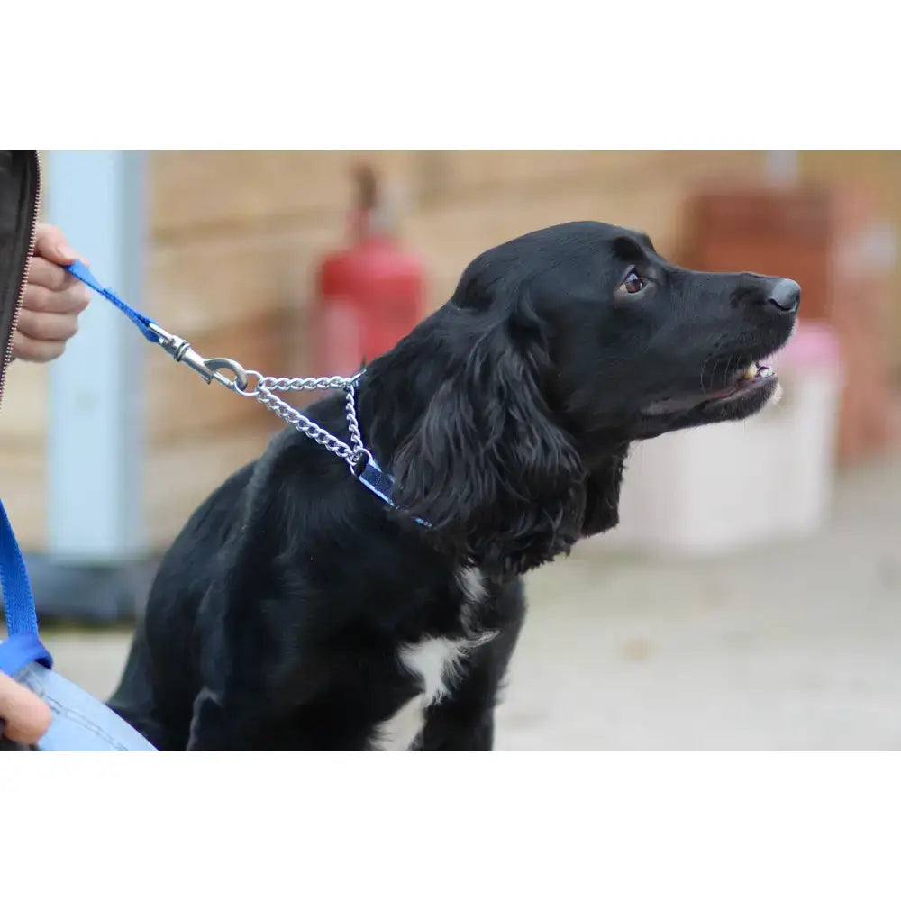 Black dog wearing a check chain collar with a silver chain and blue polypropylene webbing leash machine washable
