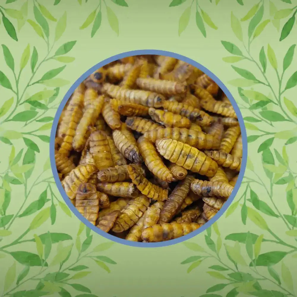 A pile of golden-brown segmented calci boost grubs with darkened ends for pet feeding and nutrition