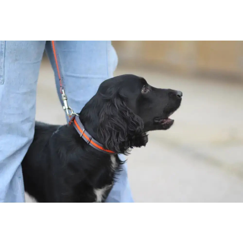 Cushion Web Dog Collar Medium Black