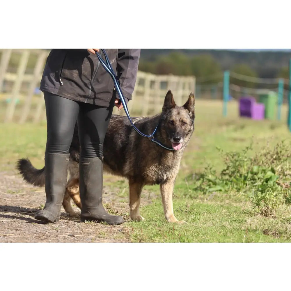 A sturdy blue cushion web slip lead with a smooth durable material and 25cm loop handle holds a german shepherd