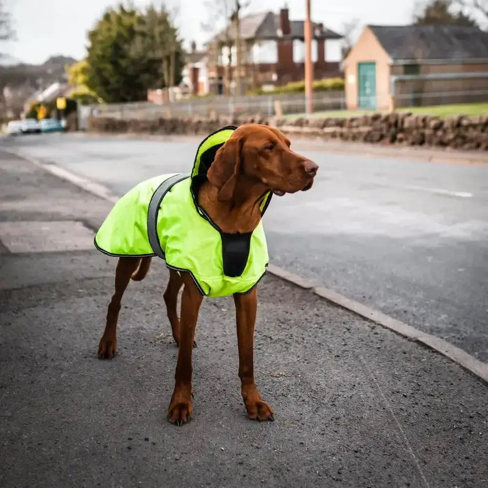 Bright neon green waterproof danish design ultimate 2-in-1 dog coat with reflective gray straps and black trim in vis yellow