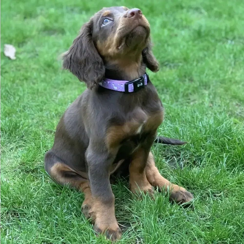 Daydreams and Unicorns Collar XS Pet Products