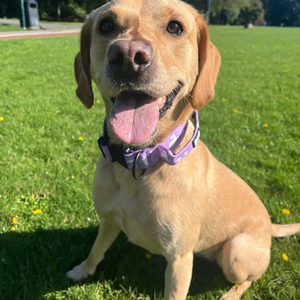 A cheerful yellow labrador wearing a purple patterned daydreams and unicorns collar for pup chic style and unicorns collars