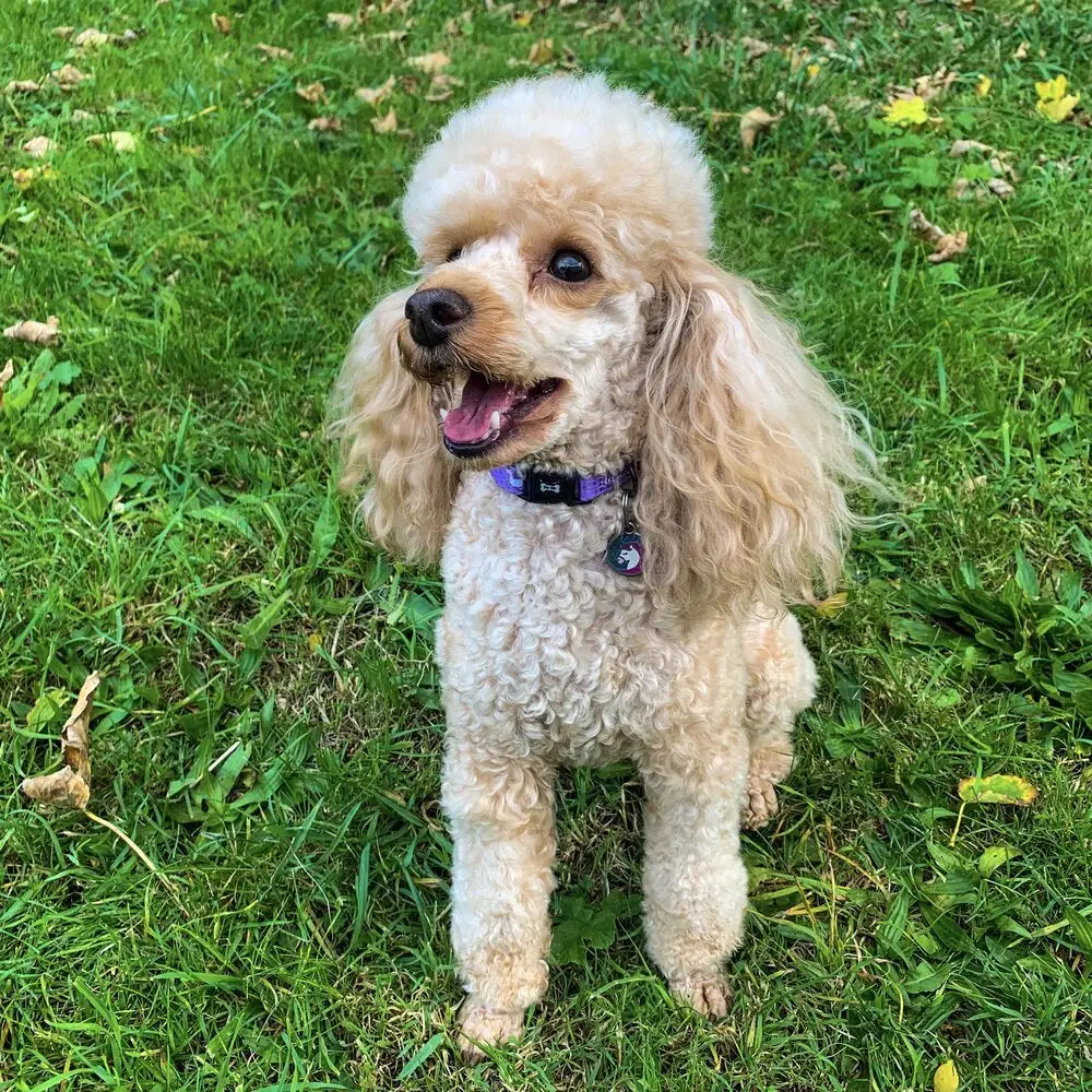 A fluffy cream-colored poodle wearing a purple daydreams and unicorns collar showing pup chic style and unicorns collars