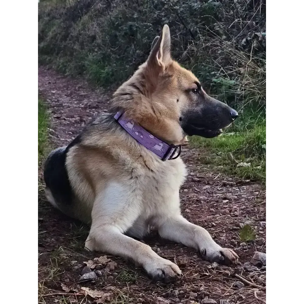 Daydreams and Unicorns Tactical Dog Collar Medium Tactical