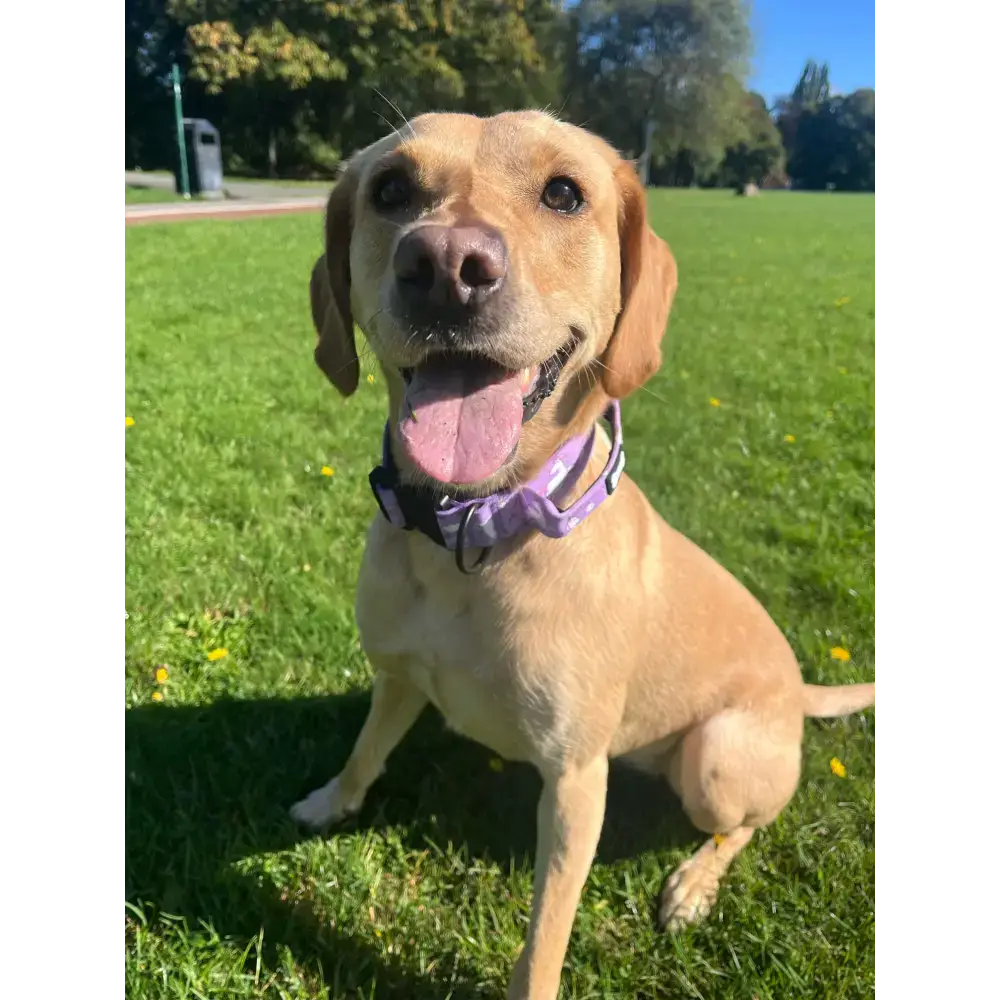 Daydreams and Unicorns Tactical Dog Collar Medium Tactical