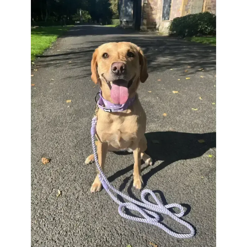 Daydreams and Unicorns Tactical Dog Collar Medium Tactical