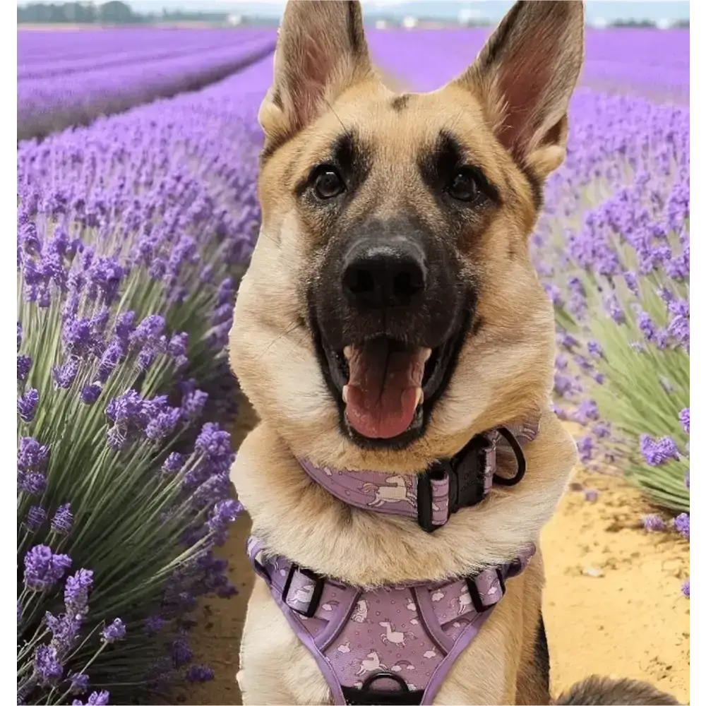 Daydreams and Unicorns Tactical Dog Collar Medium Tactical