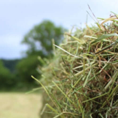 Hay & Haylage In North Devon with Barnstaple Equestrian Supplies North Devon Feed Merchants.  Horse Feed, Poultry Feed and Small Holders.  Order Online for Click & Collection or a Store to Stable Van Delivery