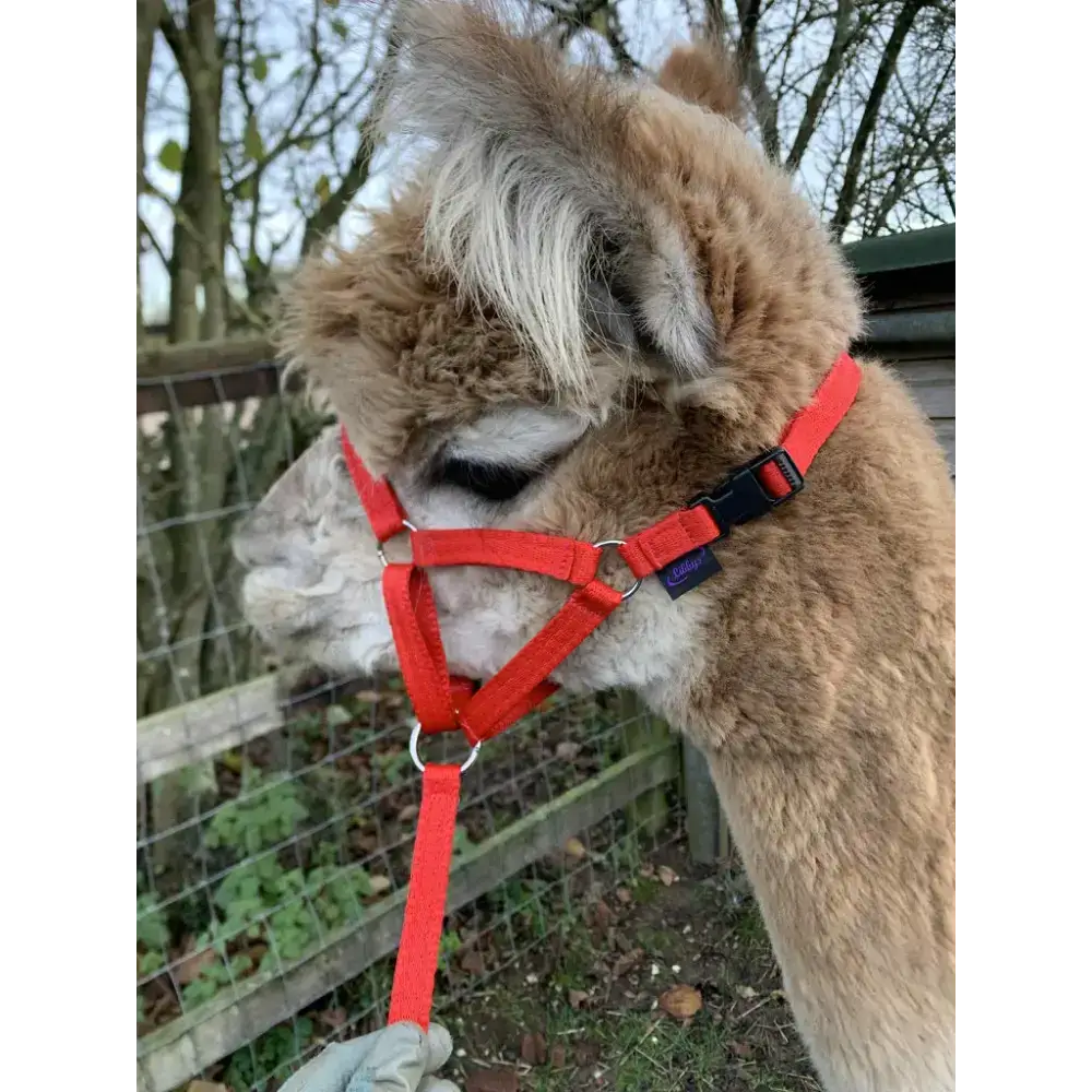 Dinky Headcollar - Mini, Alpaca, Llama, Sheep, Foal XXX Small Black
