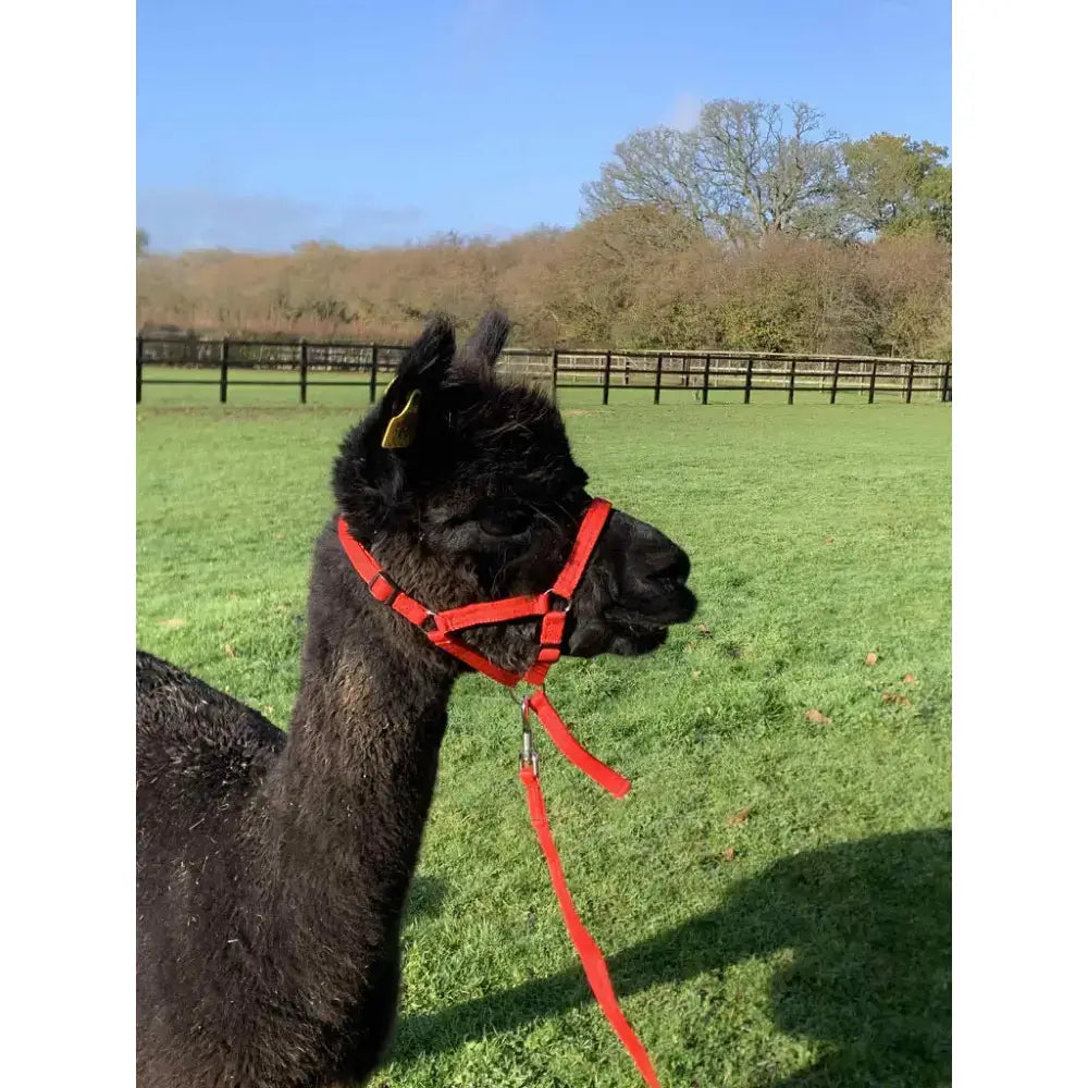 Black alpaca wearing a bright red dinky headcollar with 16mm soft webbing and plastic clip for llamas and sheep