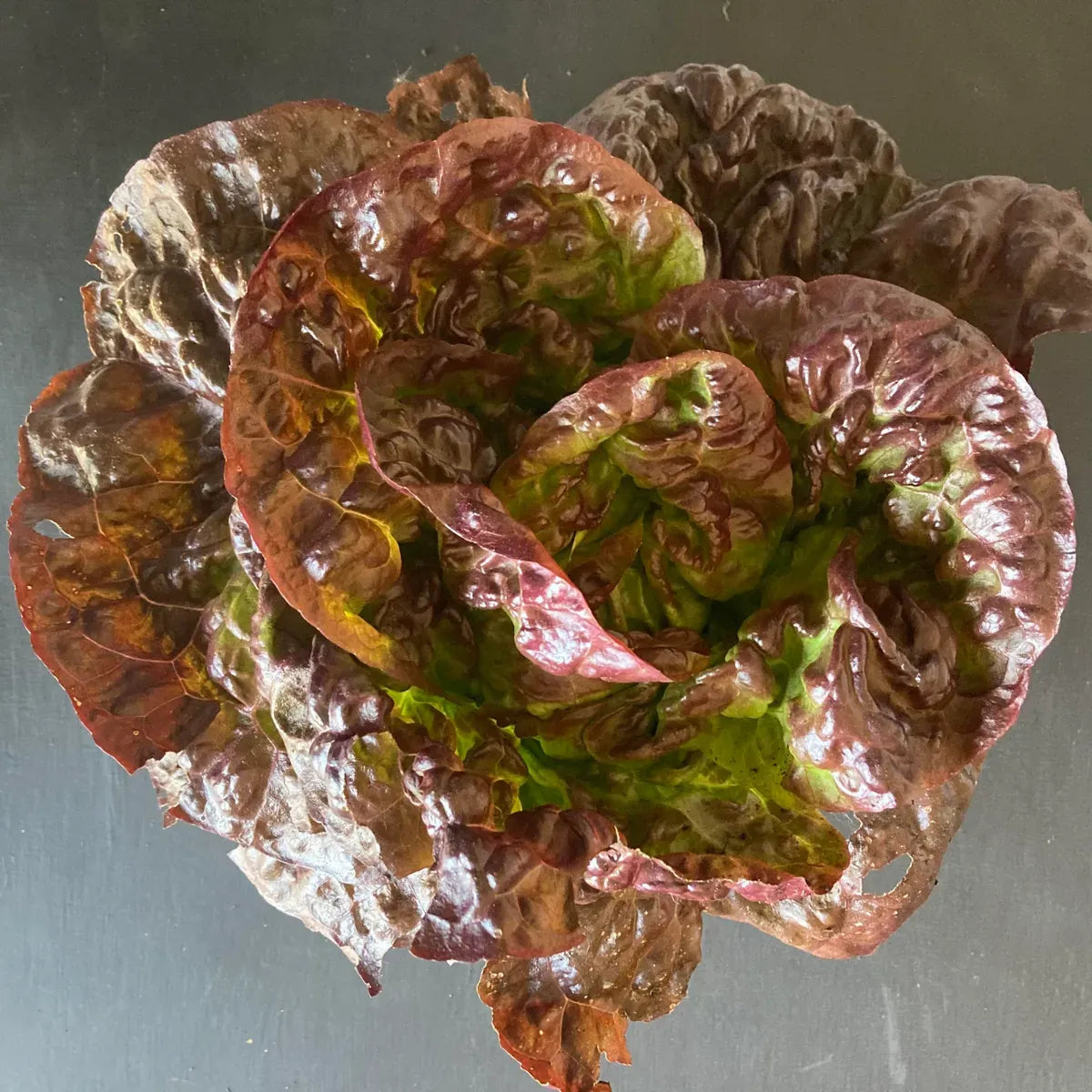 Organic Red Head Lettuce