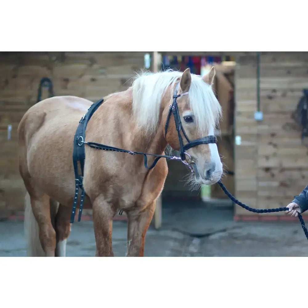 A light brown horse wearing elasticated side reins with shock absorption and trigger clips in black leather bridle sizes mini